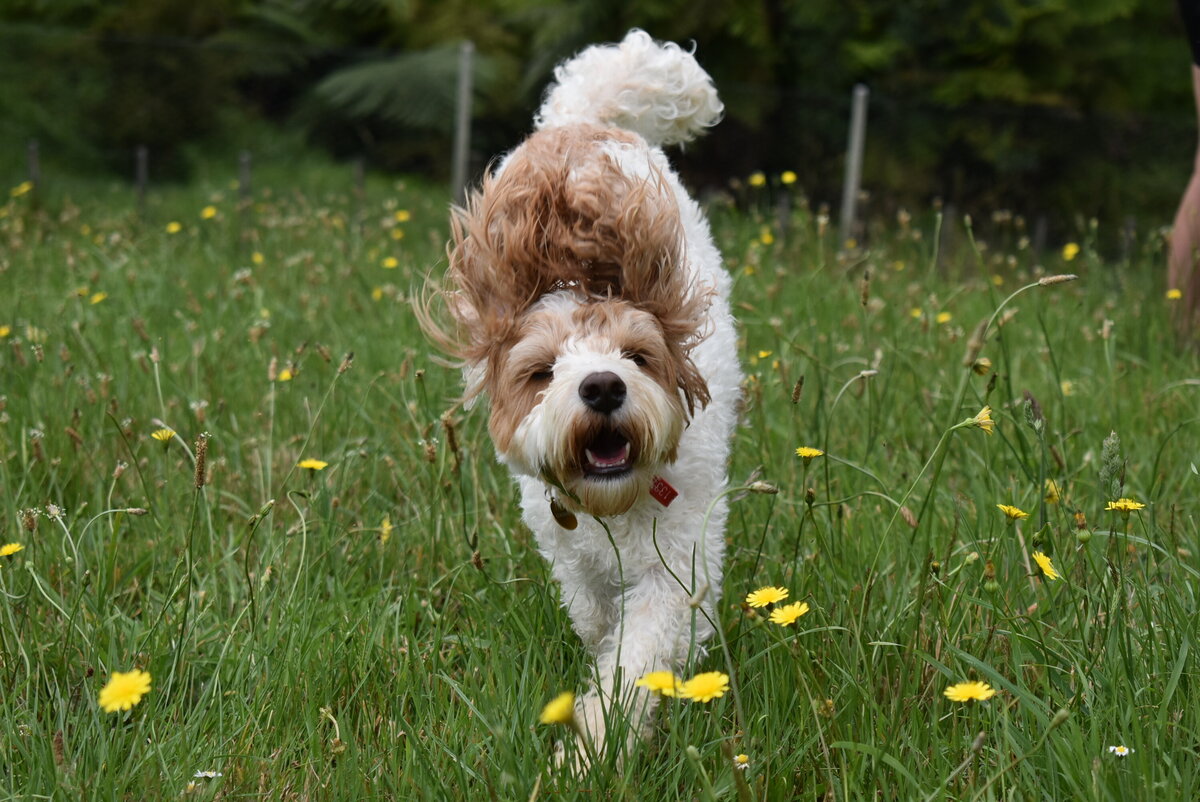 Dog Daycare Albany 