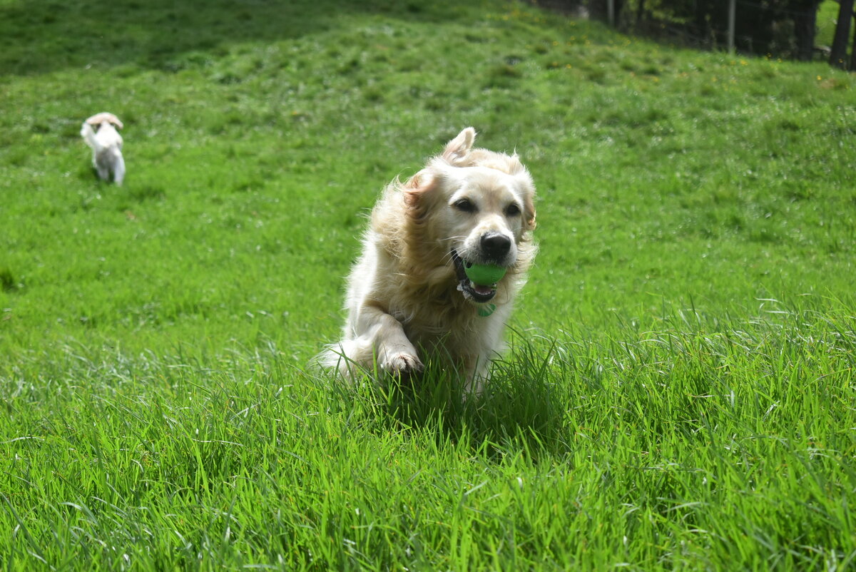 Dog Grooming Albany Dog Grooming Silverdale Urban Dogs