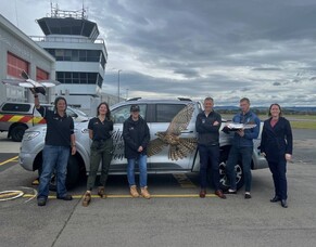 Rotorua Airport to trial robotic magpie