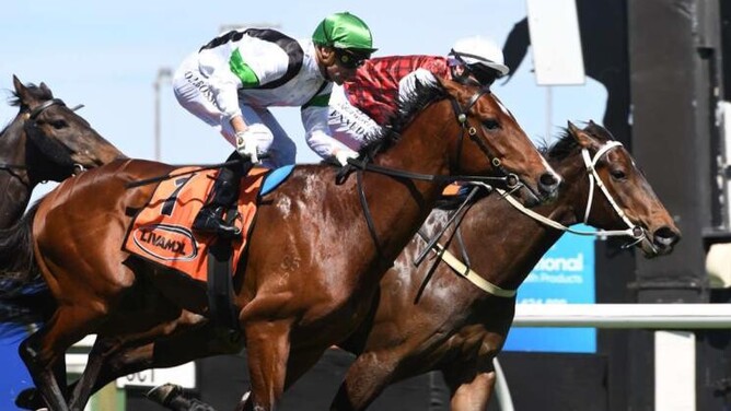 Cannon Hill (outside) crosses the line in unison with Tower Flypass, the outside runner gaining the victory by protest.   - Photo: Peter Rubery (Race Images Palmerston North)
