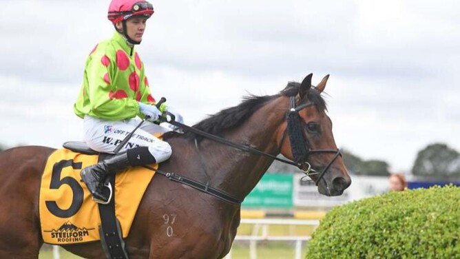 Investigate will contest the Gr.3 Trelawney Stud Championship Stakes (2100m) at Ellerslie on Saturday.  - Photo: Race Images Palmerston North