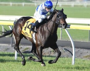 Proven Harlow Rocks gets the nod from trainer