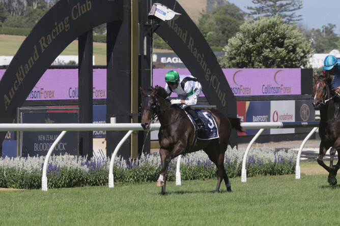 Rapid Falls will contest the AFFCO NZ LTD Wairoa Cup (1900m) at New Plymouth Raceway on Friday. - Photo: Trish Dunell