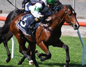 Cannon Hill fires at Matamata