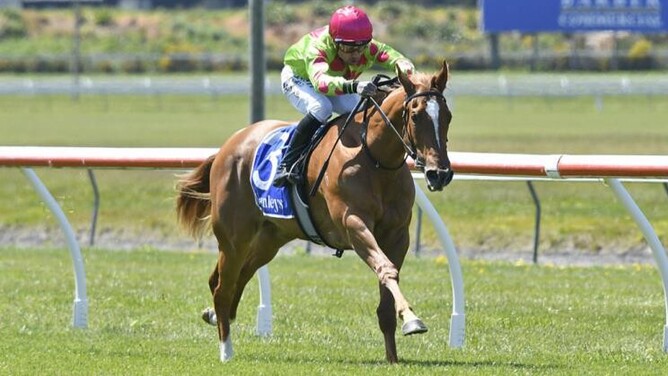 Impendabelle will contest the St John’s College Foundation (1200m) at Te Rapa on Friday.  - Photo: Race Images