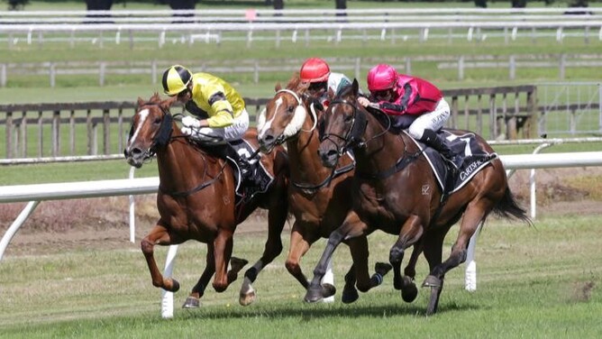 Churchillian (inside) will contest the Bayleys Bay of Plenty (1200m) at Tauranga on Saturday.  - Photo: Trish Dunell
