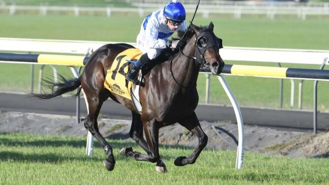 Harlow Rocks is one of two chances for Tony Pike in Wednesday's Gr.2 Little Avondale Lowland Stakes (2100m) at Hastings.  - Photo: Peter Rubery (Race Images Palmerston North)