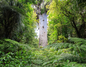 Part 2 - Making sense of an ECE ERO report - Akarangi