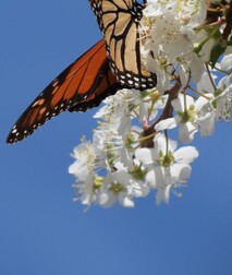 Visit Pennie's wesbite