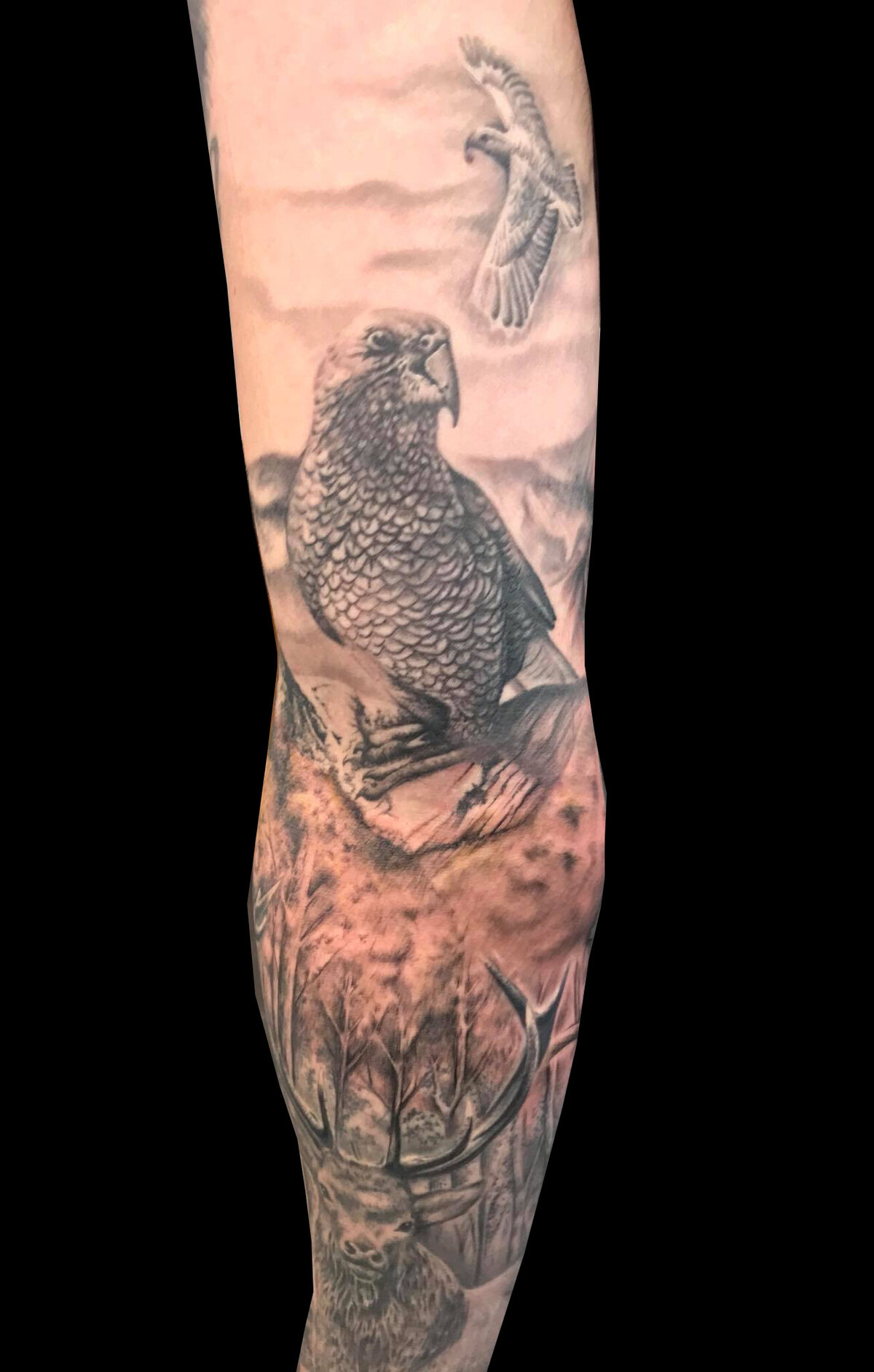Tattoo uploaded by Robert Davies • Falcon Tattoo by Andy Blanco #falcon  #falcontattoo #blackandgrey #blackandgreytattoo #blackandgreytattoos  #realism #realismtattoo #AndyBlanco • Tattoodo