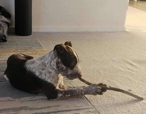 Diego&#039;s Pupdate!