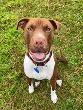 Sylvie&rsquo;s Pupdate!