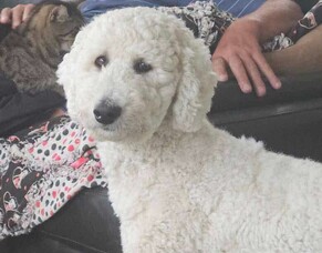 Poppy&#039;s Pupdate!