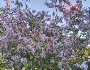 Benefits of Pruning Trees During Winter