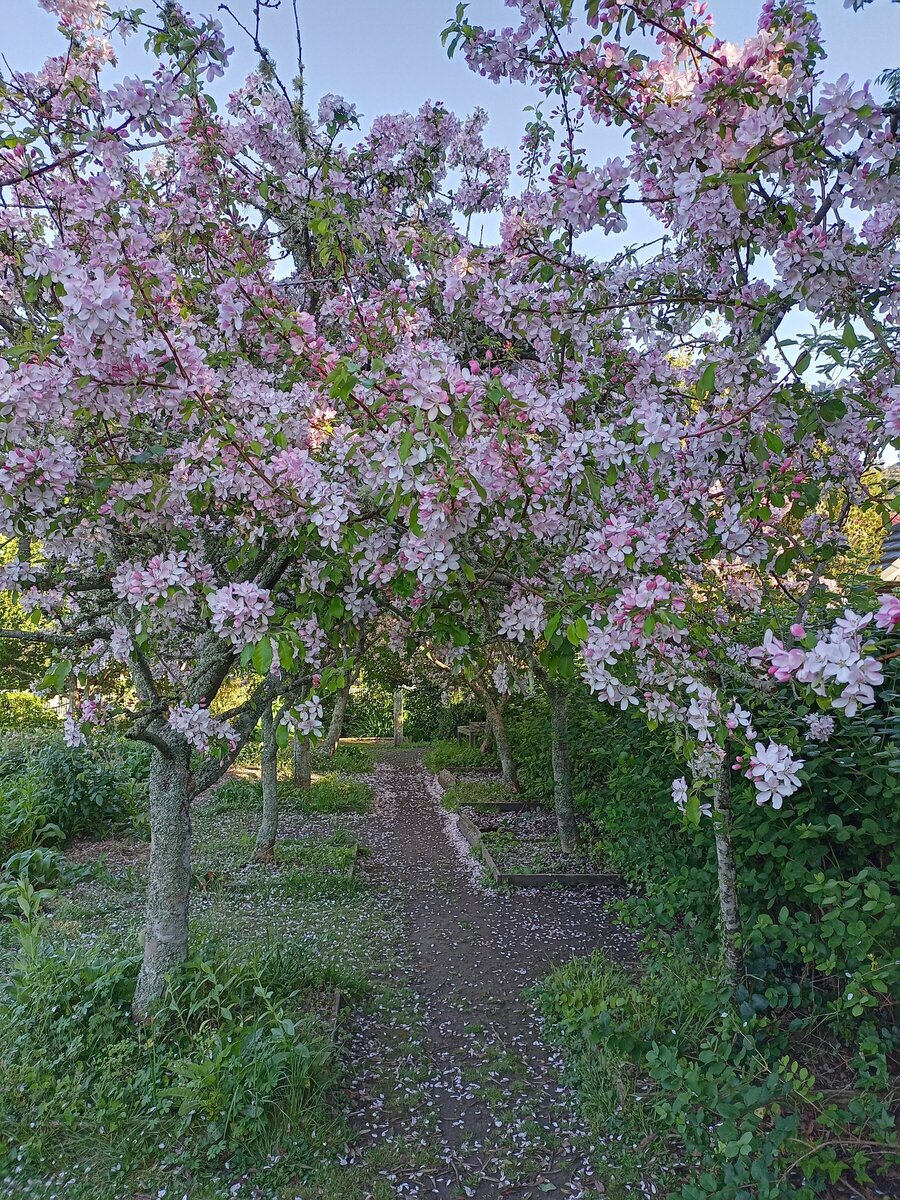 Benefits of winter tree pruning in auckland ds trees limited ds