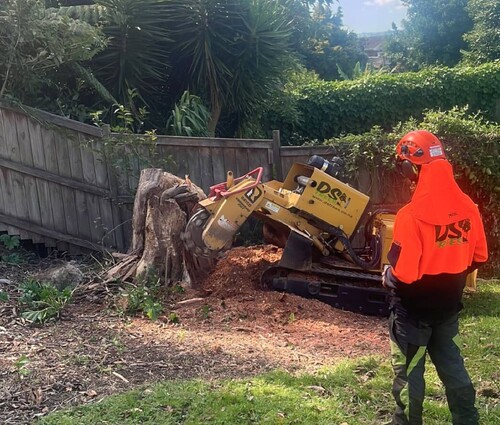 Tree stump grinding by DS Tree stump grinding machine