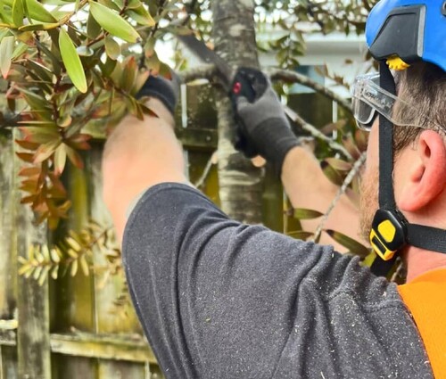 Arborist trimming a tree branch