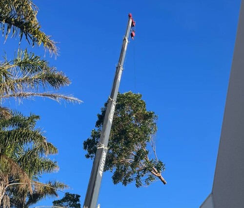 A large tree is craned away for removal