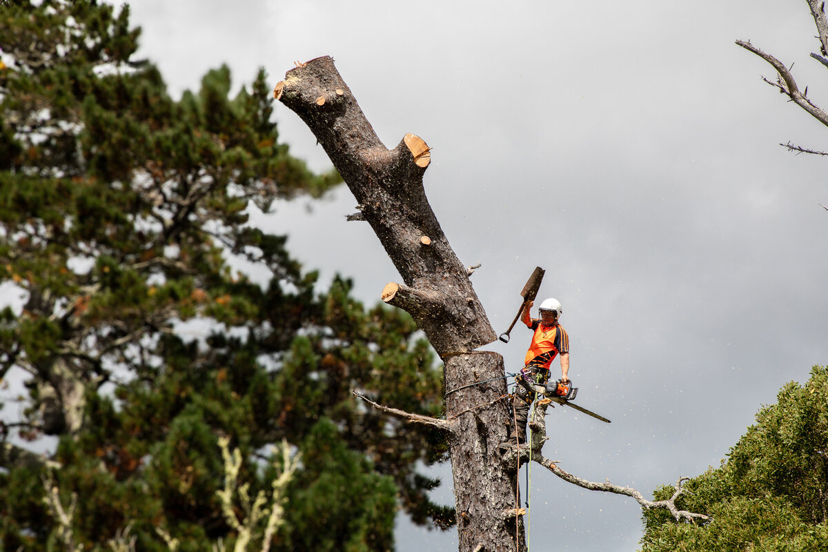 Tree Felling & Removal | DS Trees Auckland Arborists