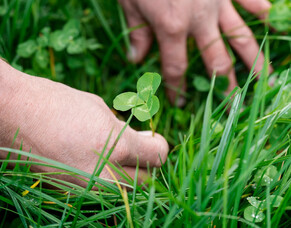 Deferred grazing a good option for farmers
