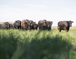 Move your mob, while moving your mob!