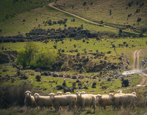 Hard yards handled by FarmIQ with our Te Pari integration