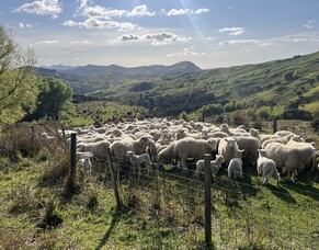 Gallagher and FarmIQ join forces to simplify data management for farmers