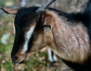 We&#039;ve got goats!