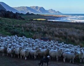 Found stock, map measuring and more