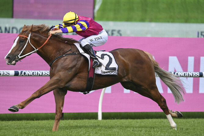 Mr Mozart, a high-class son of Snitzel, will stand at Highview Stud - Photo: Bradley Photography