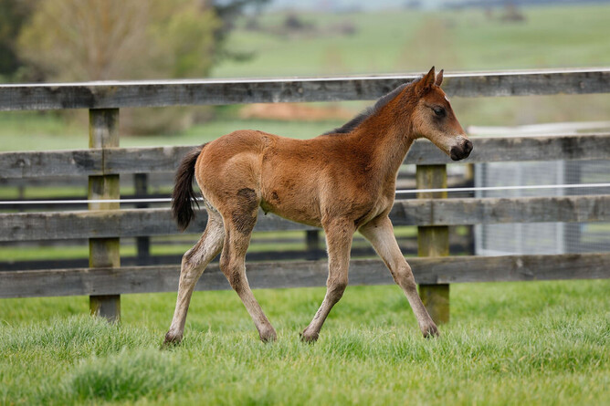 Mr Mozart x Just A Floozie filly - Photo: Angelique Bridson