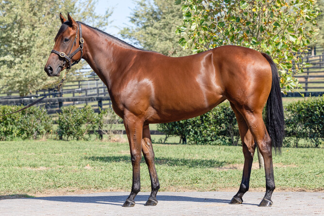 Grail Seeker pictured as a yearling at Jamieson Park