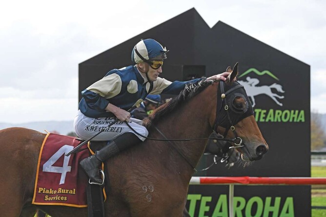 An Australian campaign is in the offing for Pier. - Photo: Kenton Wright (Race Images)