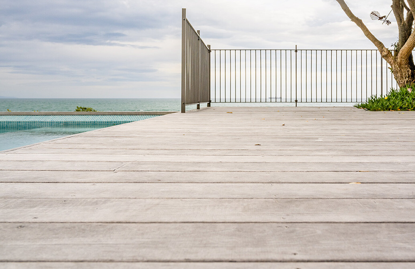 purple heart decking nz