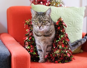 Cairo takes over the office