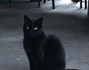 Microchip leads Ninja back home