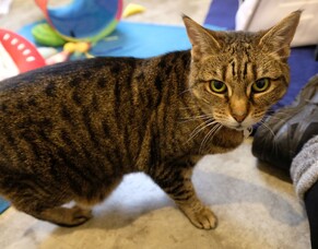 Wasabi: Big recovery for a small cat