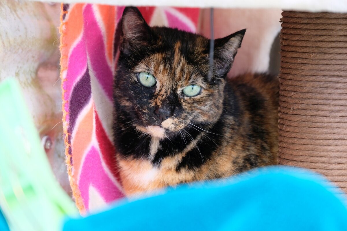 Peppi’s homing miracle Cats Protection Wellington