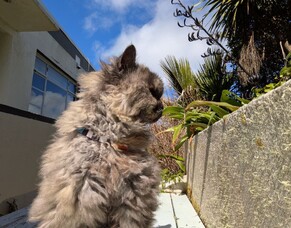 Rosie Posy&rsquo;s new lease of life