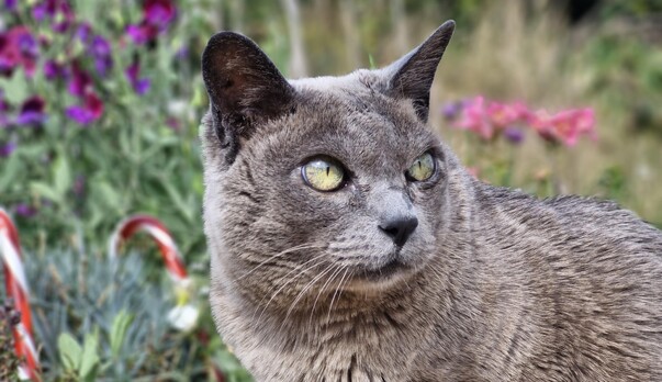 Blind as a bat, but still a sneaky ninja