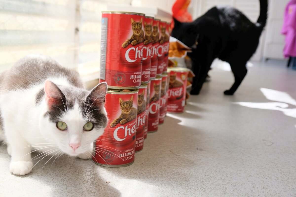 Looking after cats since 1982 Cats Protection Wellington