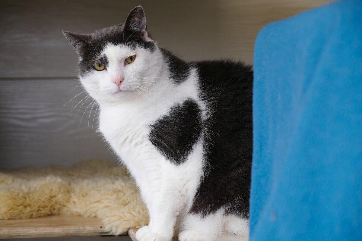 Adopt a Cat Cats Protection Wellington