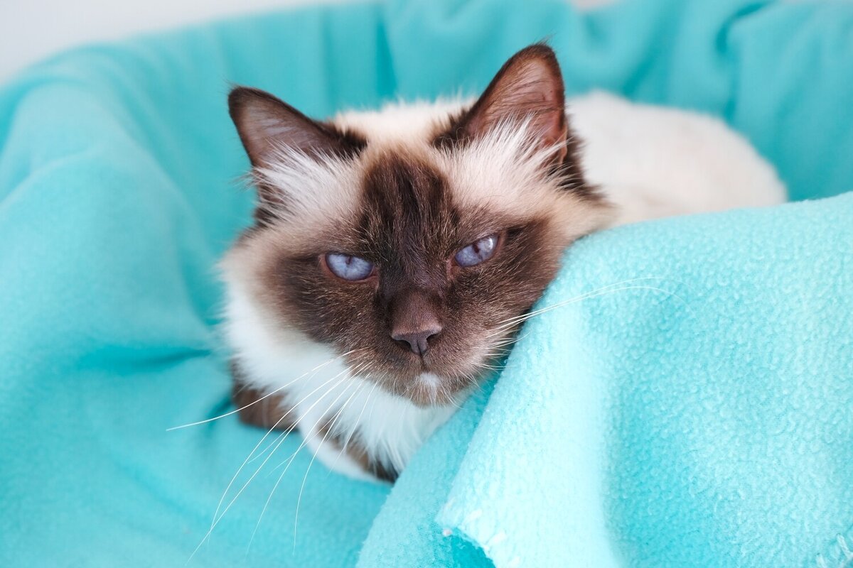 Adopt a cat Cats Protection Wellington Cats Protection Wellington