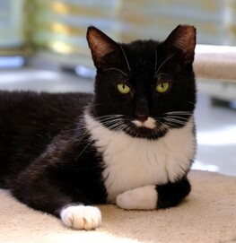 Watson - Loves cuddles