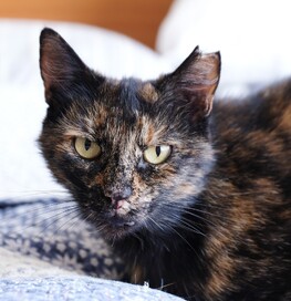 Heidi - Will be your loyal friend
