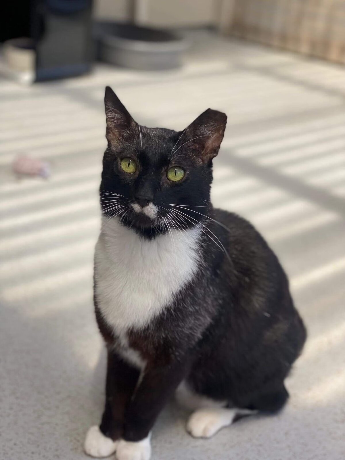 Cats Protection Wellington