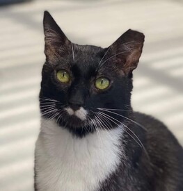 Watson - Loves cuddles