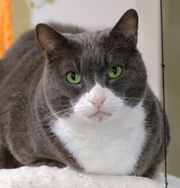 Stanley - Choosy but cuddly