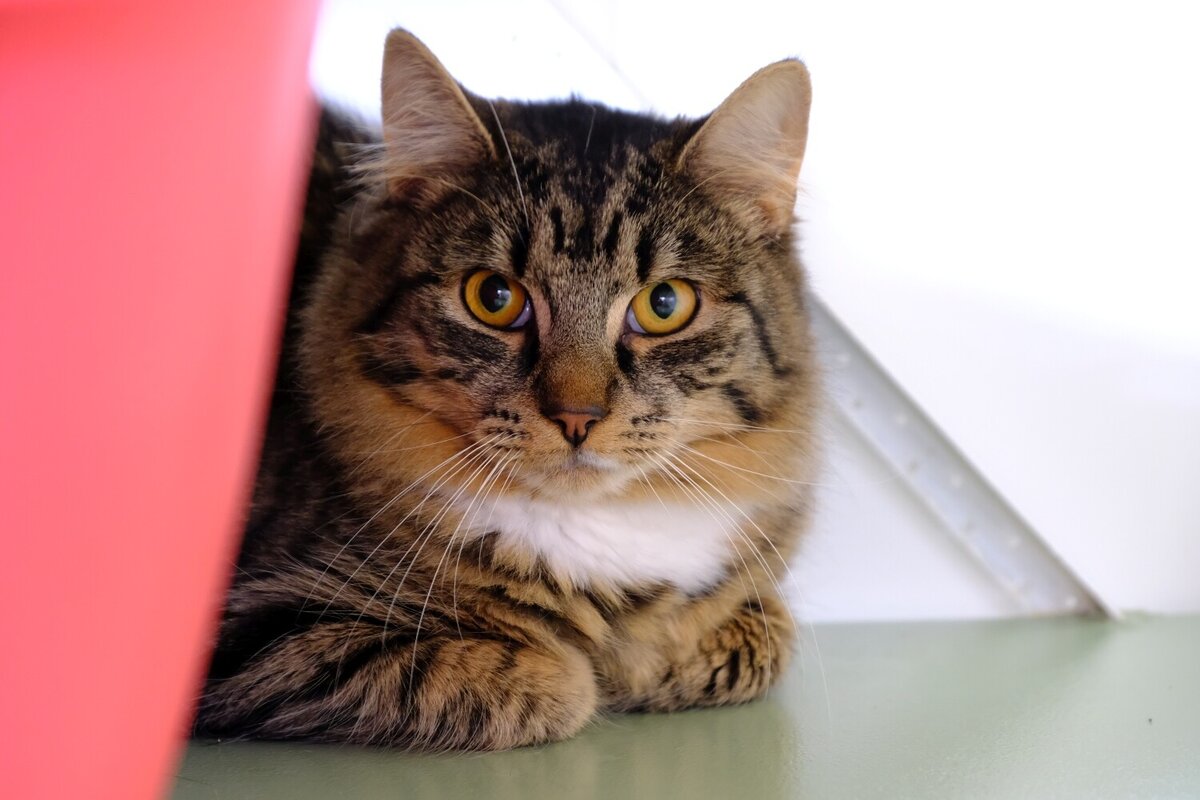 Caring and rehoming displaced or unwanted cats Cats Protection Wellington