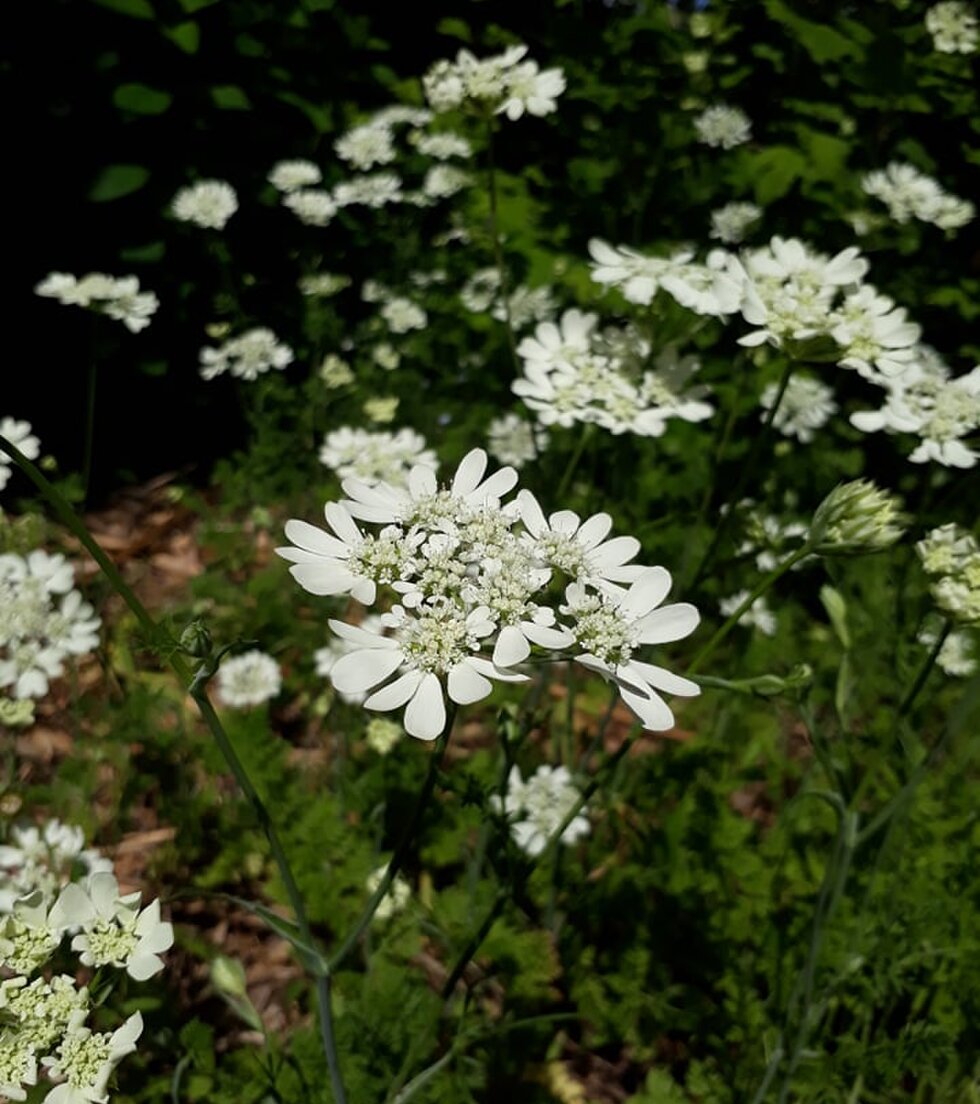  Orlaya grandiflora, Minoan Lace, White Lace Flower